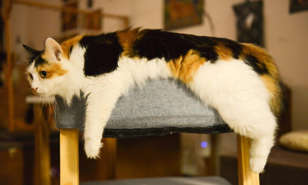 "Senior Cat Insurance UK 2025"