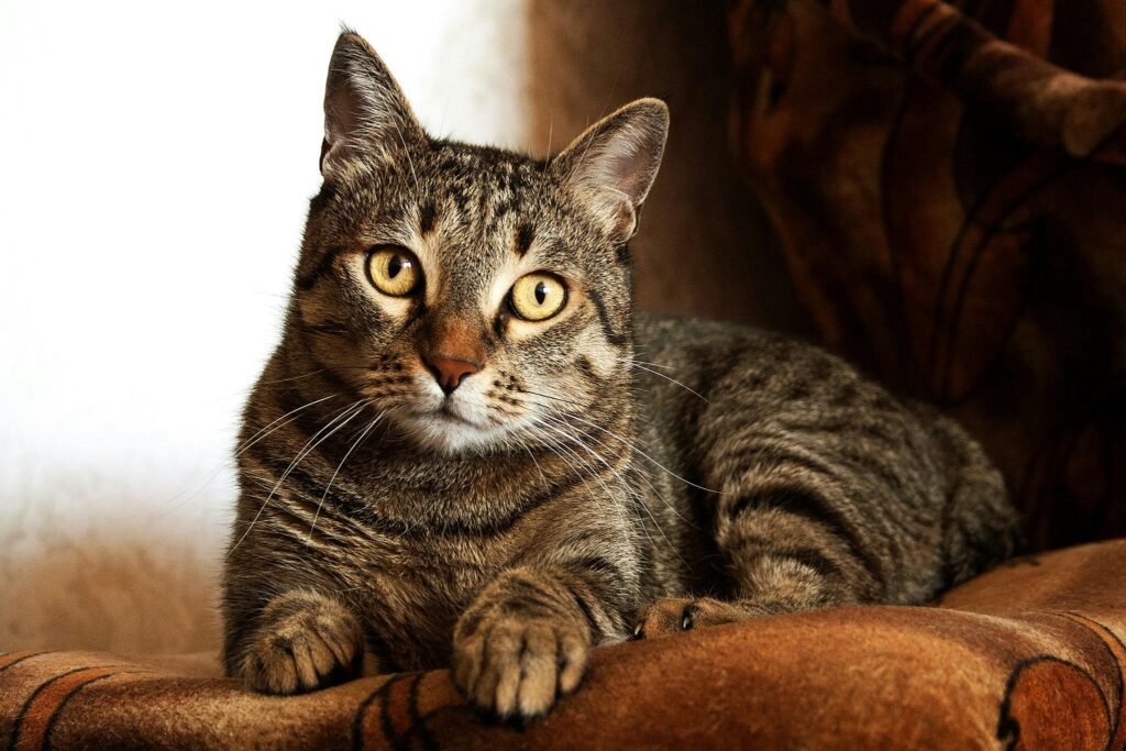 "Senior Cat Insurance UK 2025"