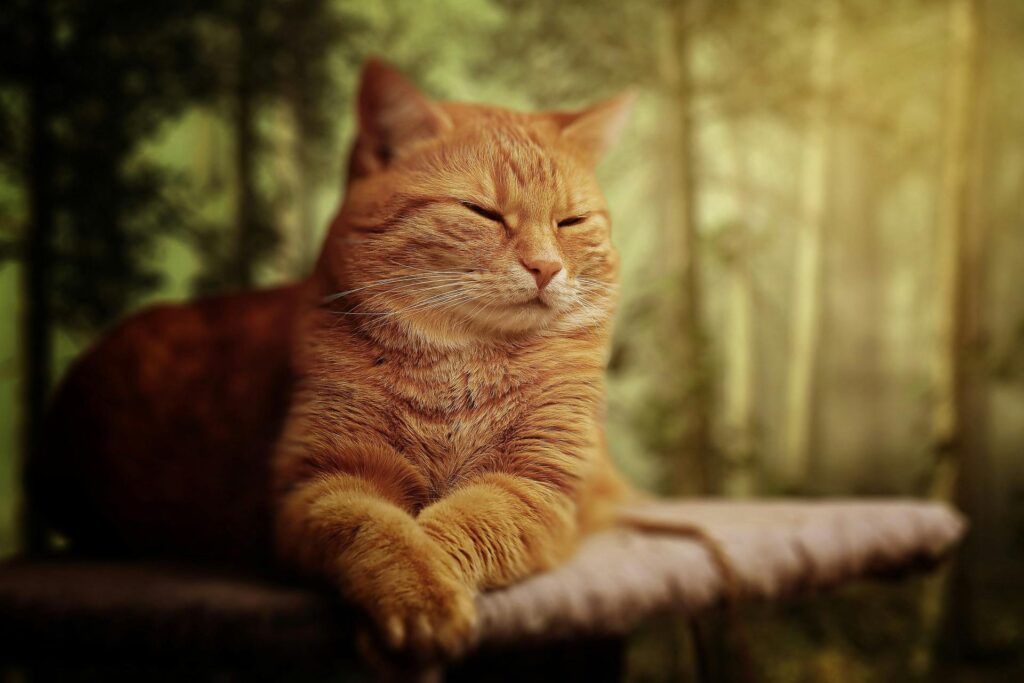 "Senior Cat Insurance UK 2025"