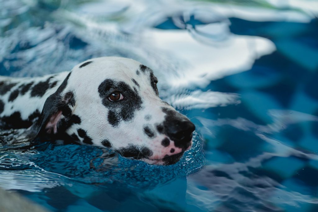 "Does Pet Insurance Cover Physiotherapy and Hydrotherapy UK 2025"