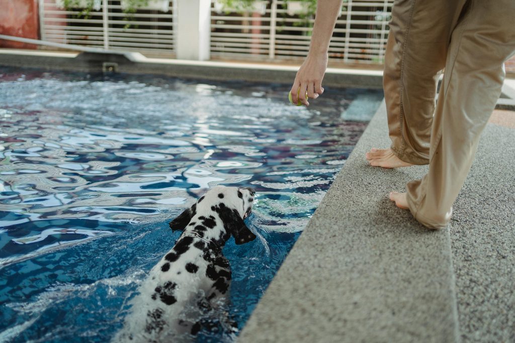 "Does Pet Insurance Cover Physiotherapy and Hydrotherapy UK 2025"