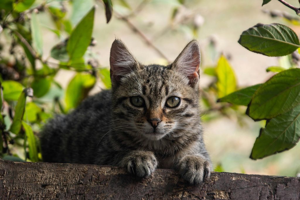 "Does Pet Insurance Cover Ultrasound Scans UK 2025"