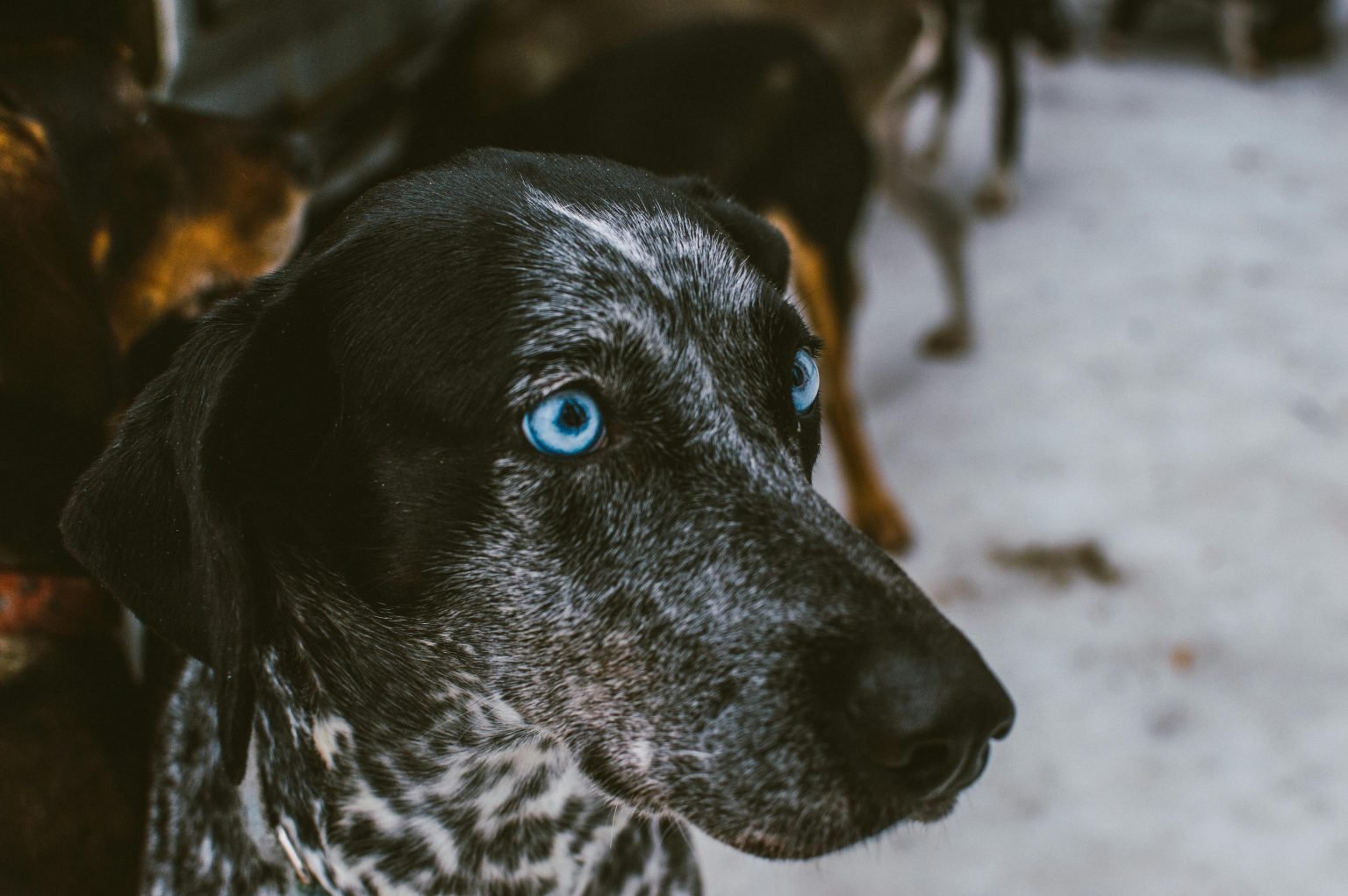 Pet Insurance for Rescue Dogs UK 2025 – What to Know Before You Adopt